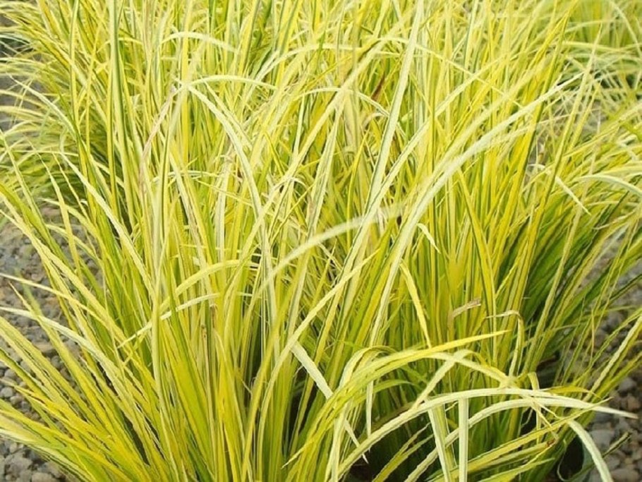 Осока Максиголд