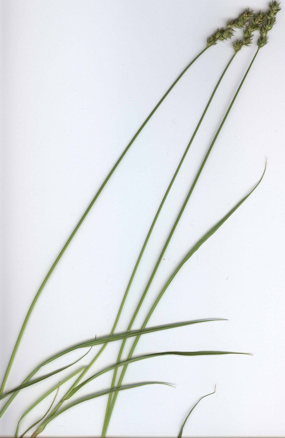 Мискантус китайский sinensis