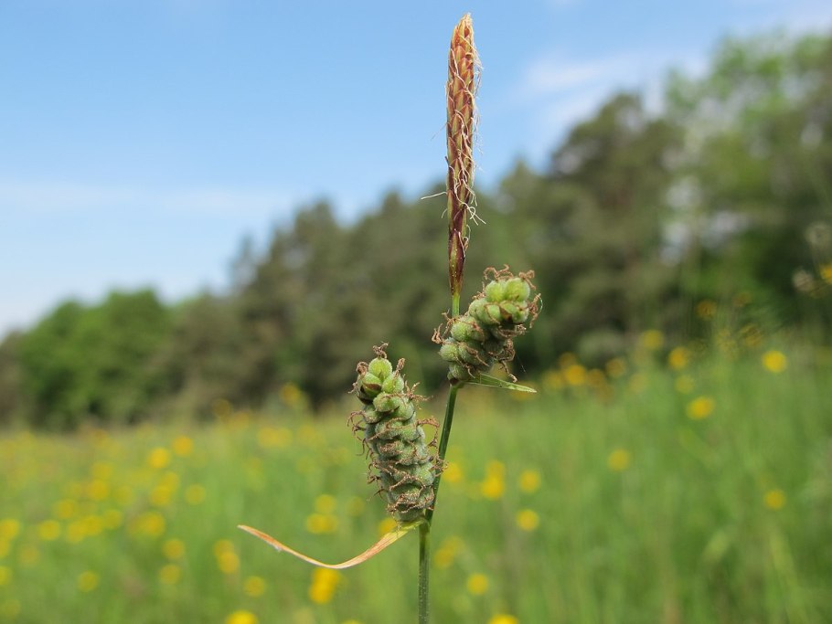 Лисохвост Луговой (Alopecurus pratensis ‘Aureovariegatus’)