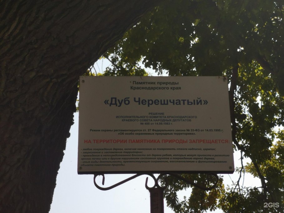 Дуб черешчатый Анапа