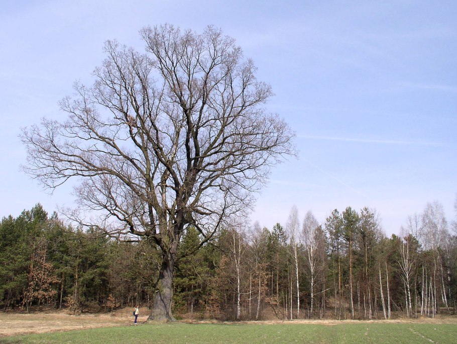 Дуб черешчатый (Quercus Robur l.)