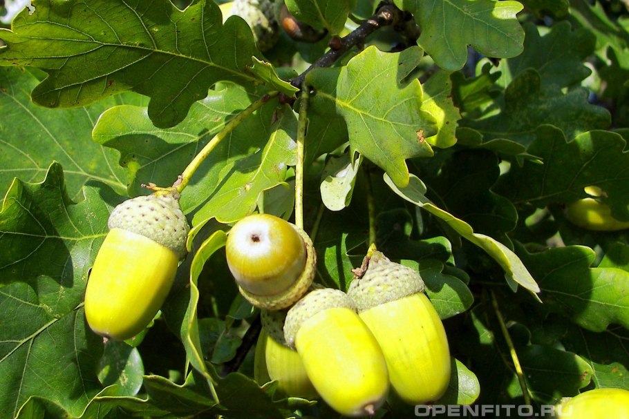 Дуб скальный (Quercus petraea Matt. Leabl.)