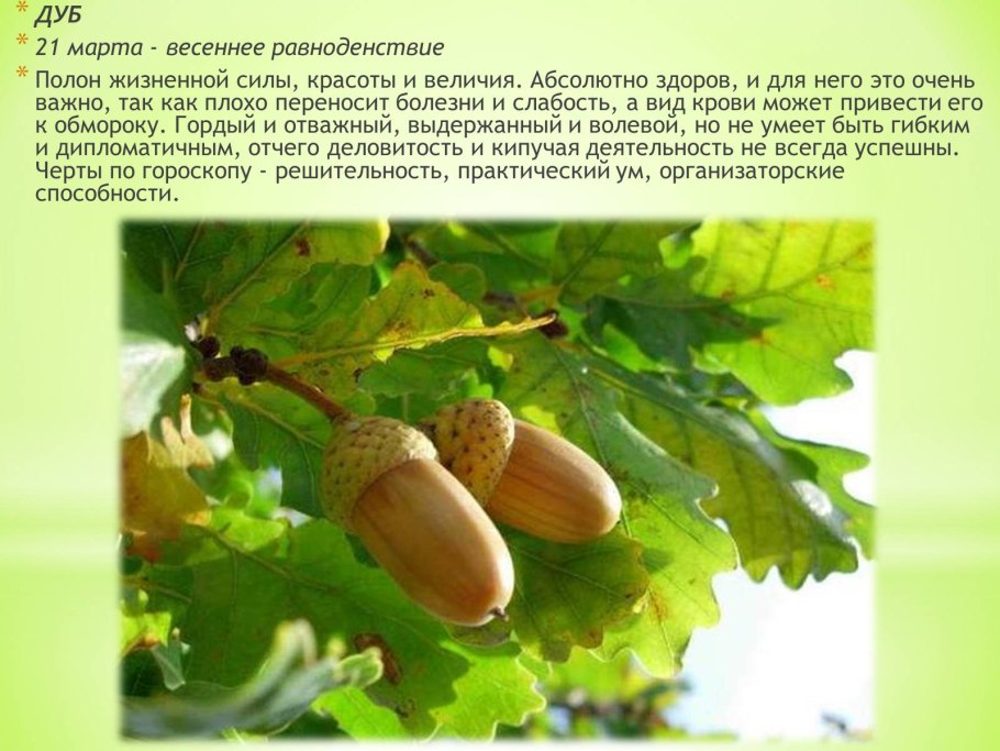 Желудь дерево