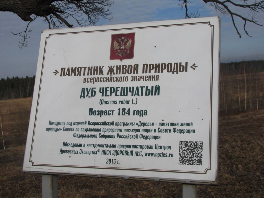 Дуб черешчатый Дубрава