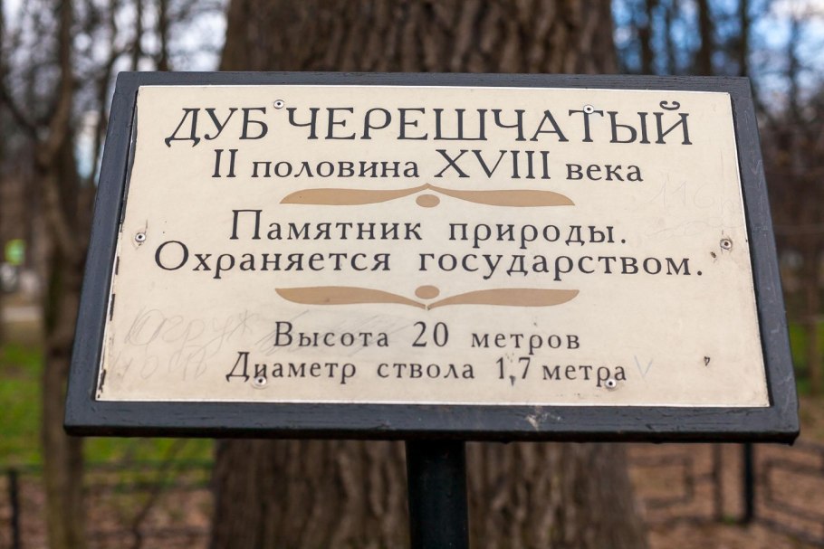 Дуб черешчатый Кузьминки