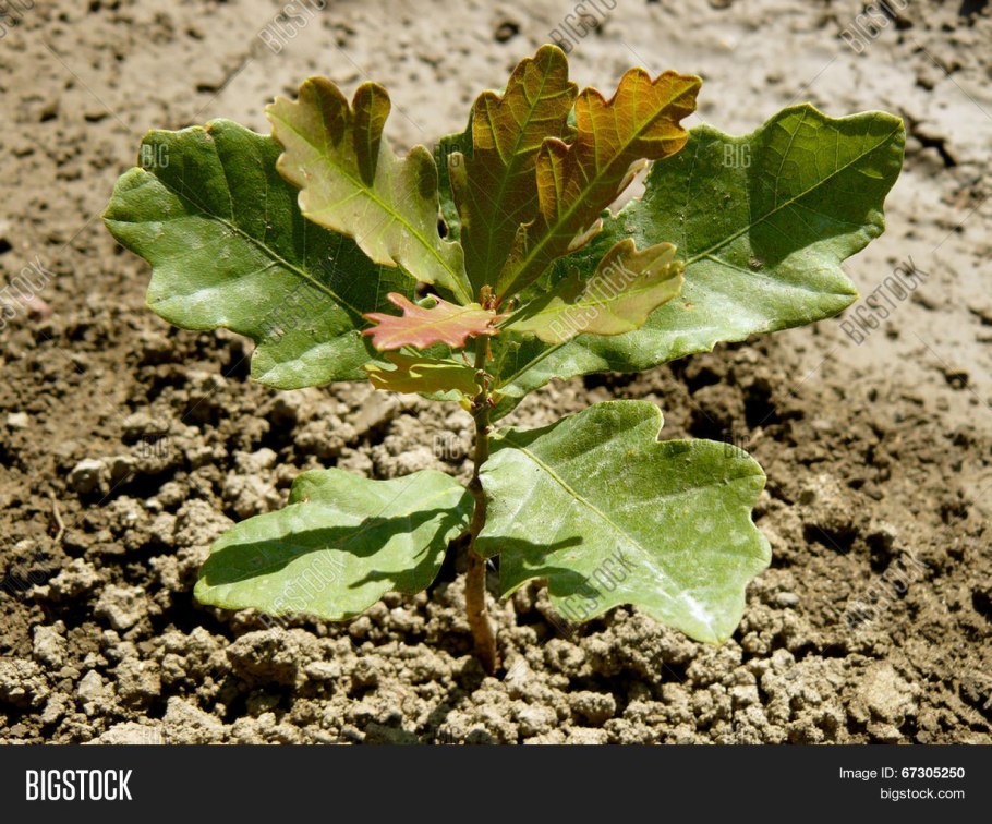 Дуб черешчатый (Quercus Robur)