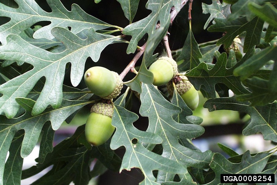 Дуб черешчатый (Quercus Robur)