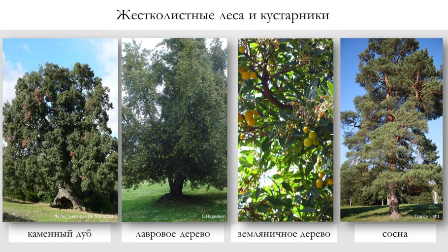 Жестколистные вечнозеленые леса растения