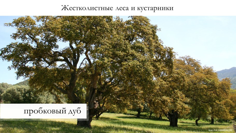 Растения жестколистных вечнозеленых лесов и кустарников Евразии