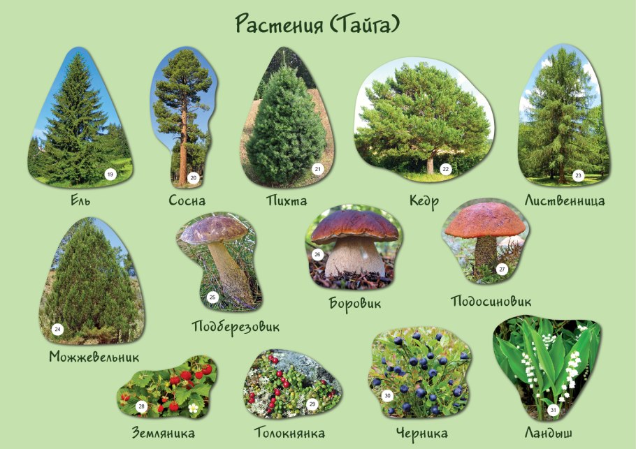 Растения тайги названия