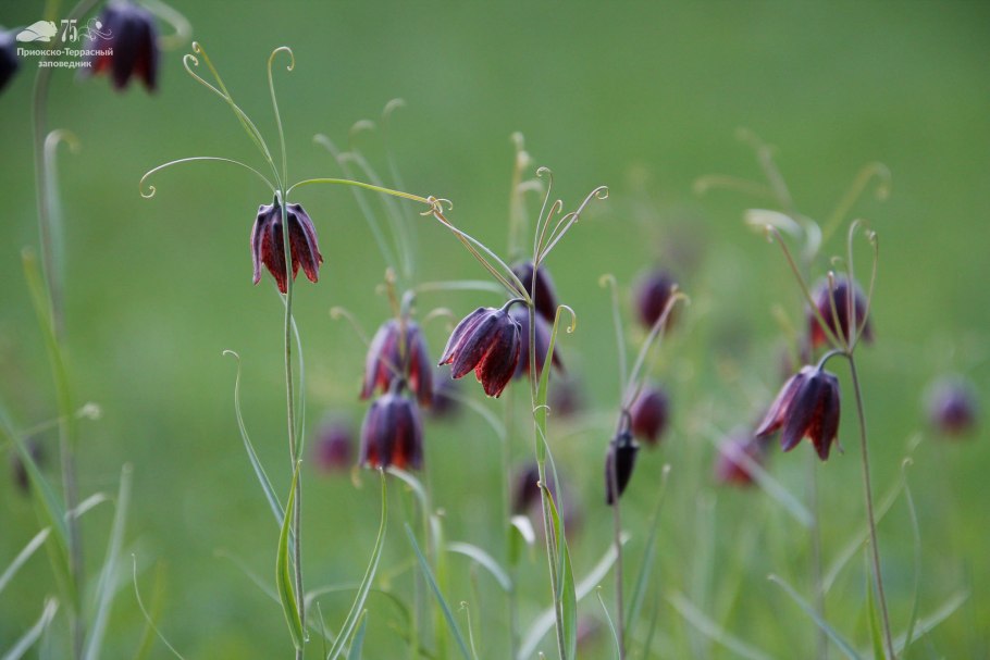 Рябчик русский Fritillaria ruthenica Wikstr.
