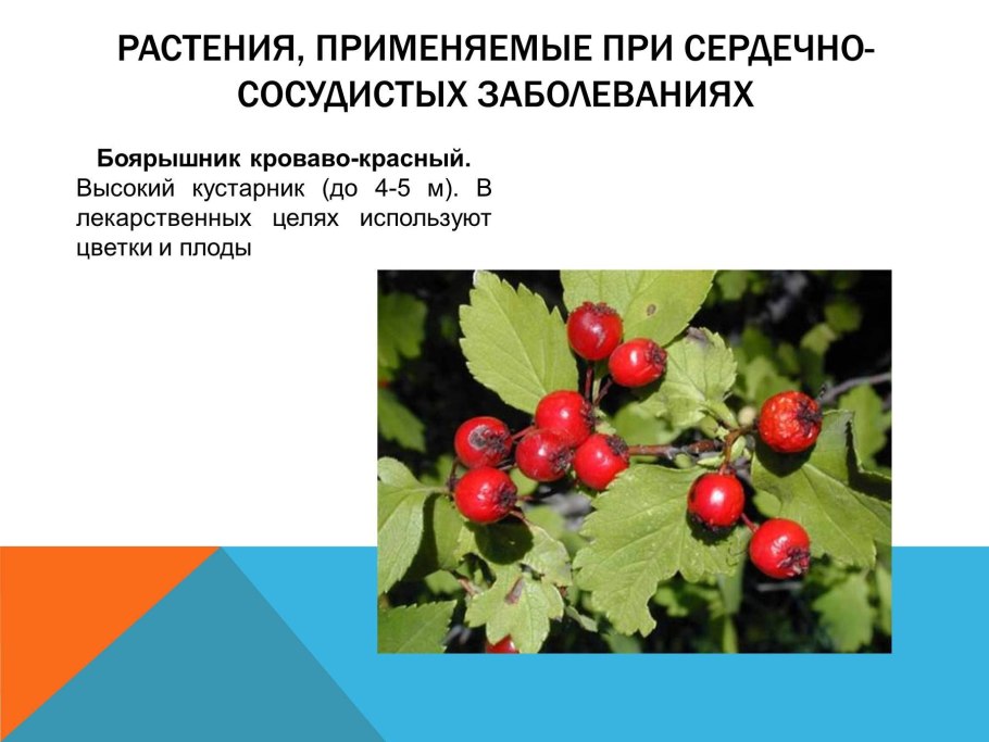 Лекарственные растения Нижегородской области