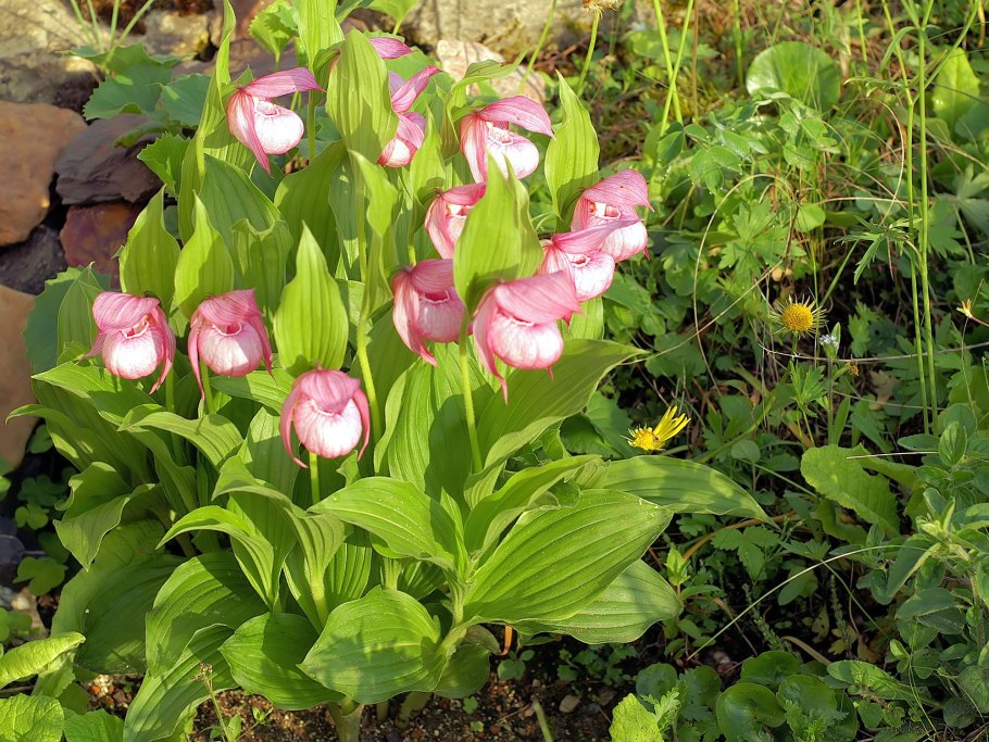Cypripedium macranthos
