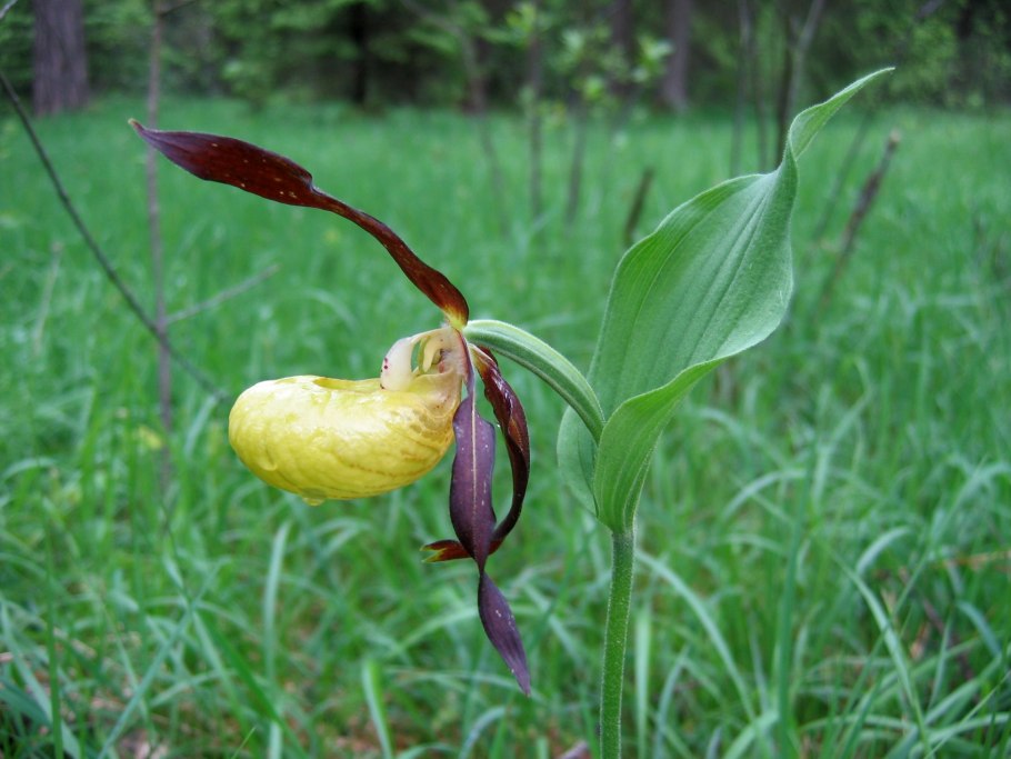Cypripedium calceolus
