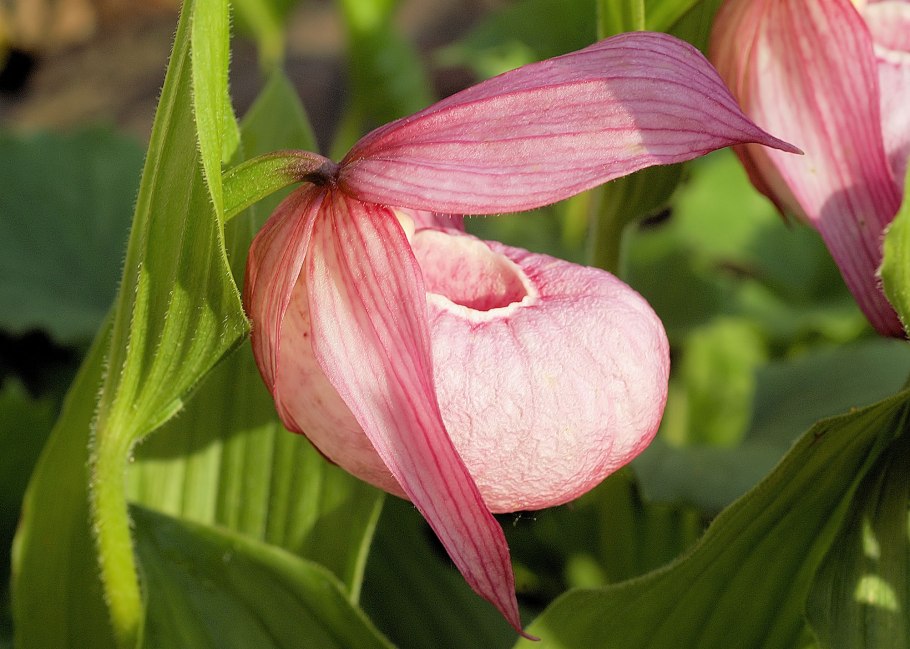 Цветок башмачок Венеры