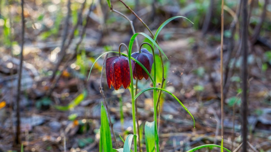 Рябчик шахматный Брянск