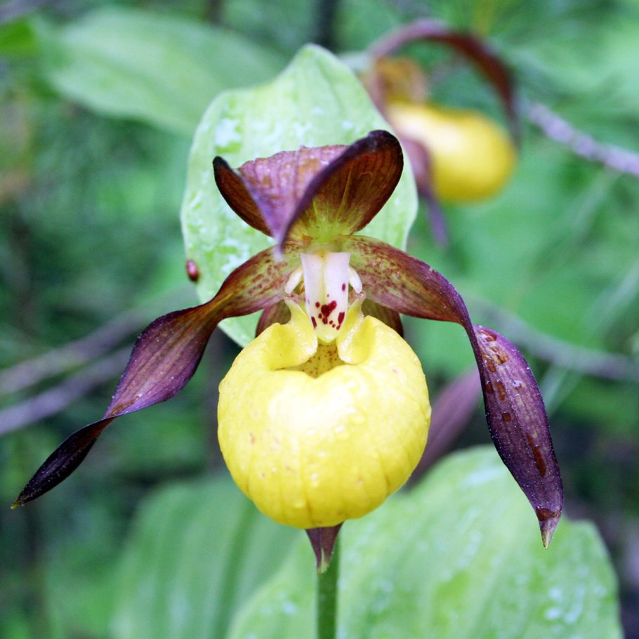 Венерин башмачок настоящий