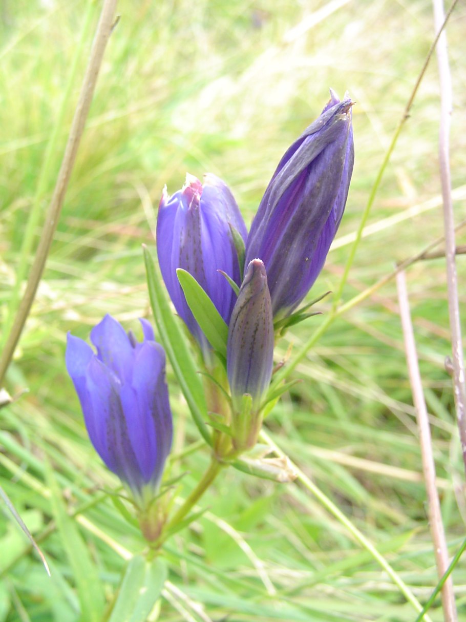 Горечавка легочная (Gentiana pneumonanthe l.)