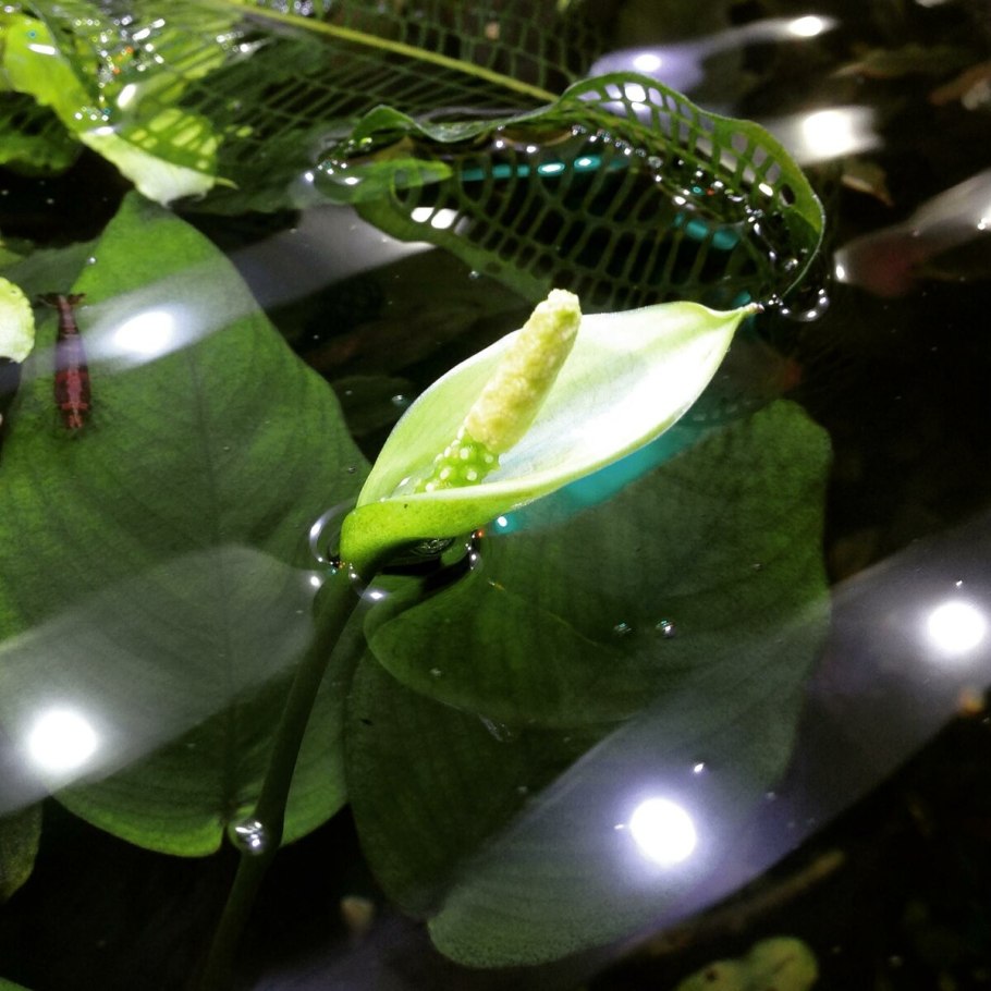 Анубиас Нана цветение