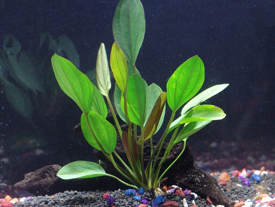 Анубиас гигантский Anubias gigantea