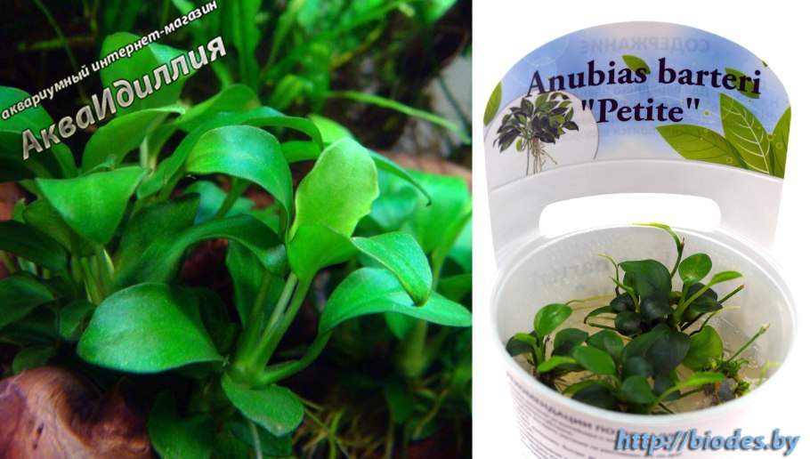 Анубиас Anubias gilletii