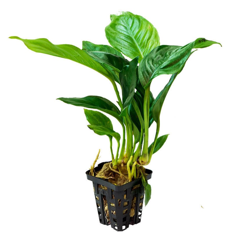 Anubias heterophylla