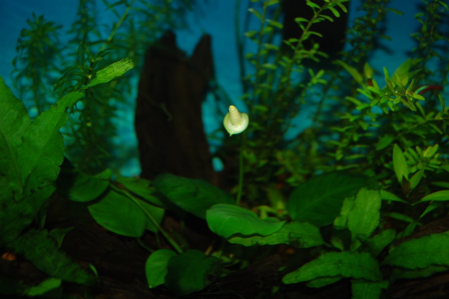 Анубиас гигантея-каладифолия