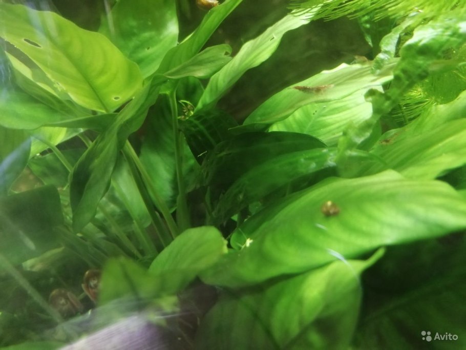 Валлиснерия, Людвигия, роголистник, Кабомба, Криптокорина, анубиас.