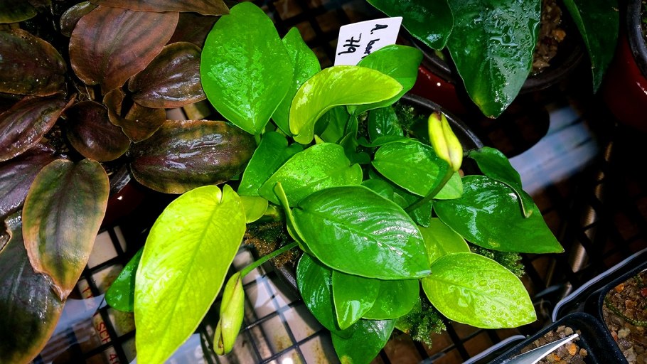 Anubias coffeefolia Камерун