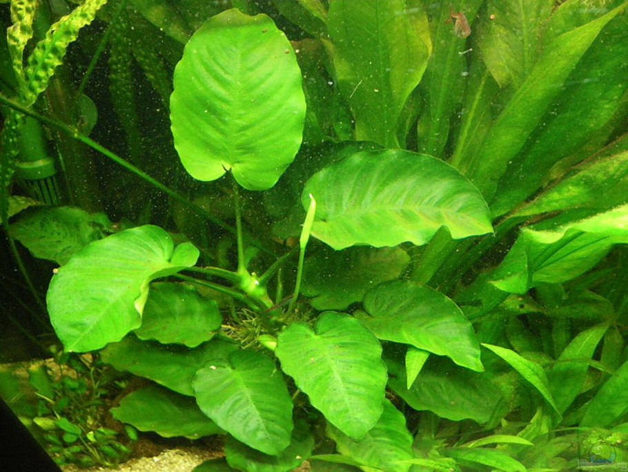 Анубиас круизинг Минима