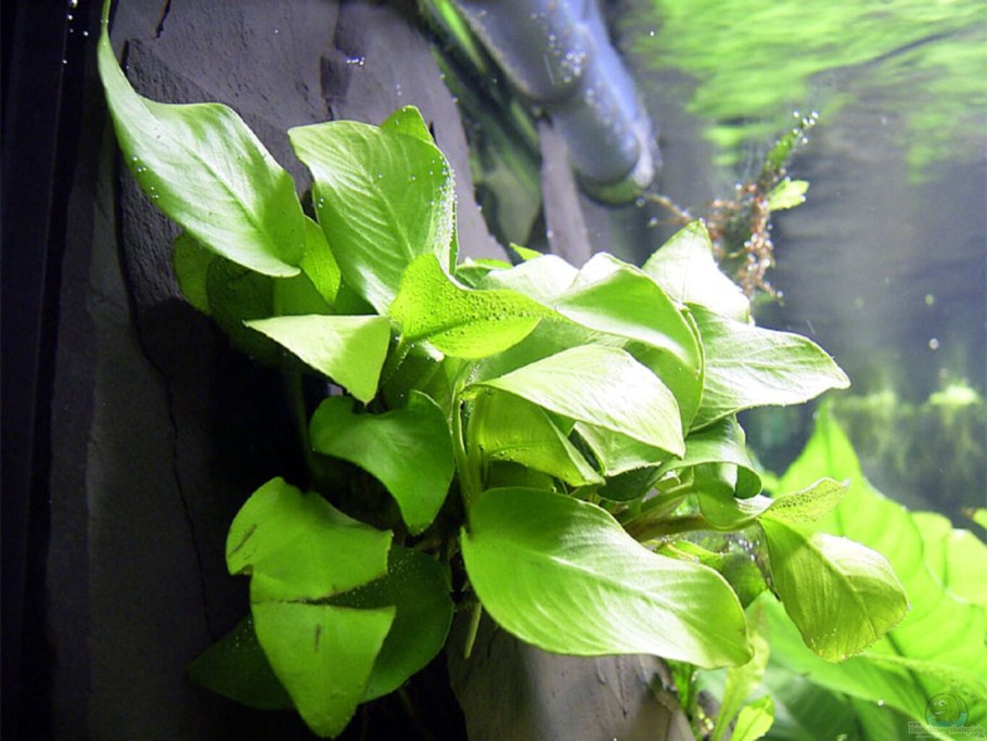 Анубиас каладифолия