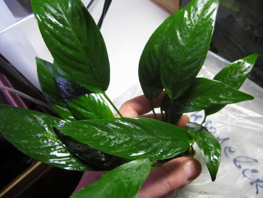 Анубиас разнолистный