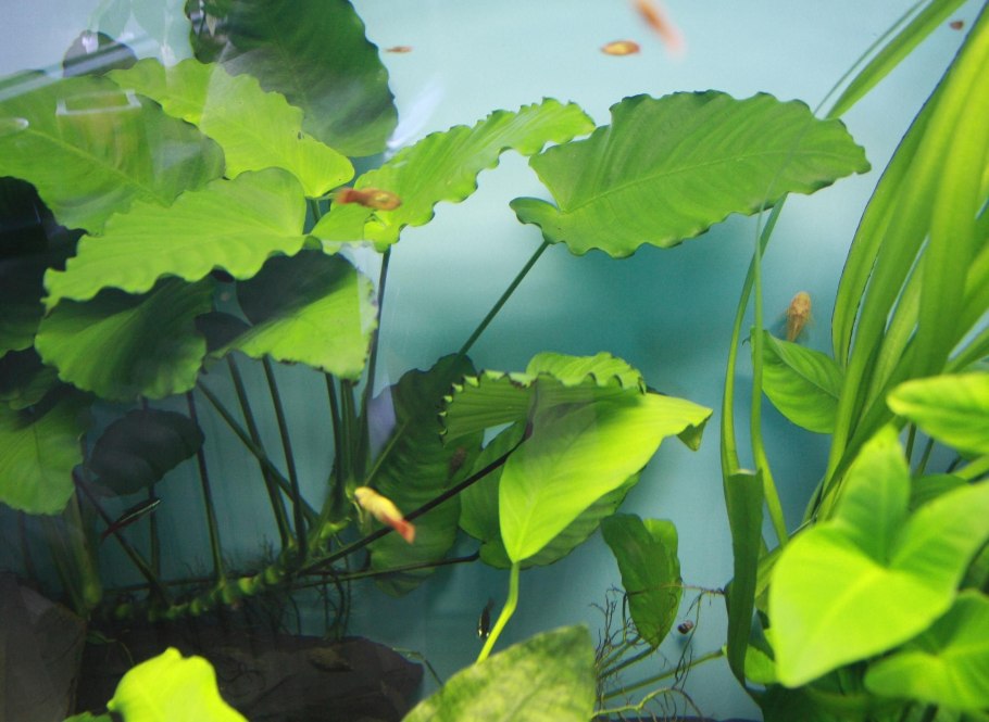 Анубиас аквариумное растение