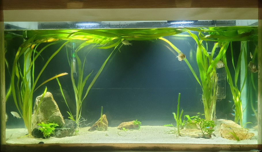 Анубиас Глабра Минима