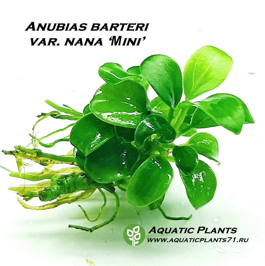 Анубиас разнолистный