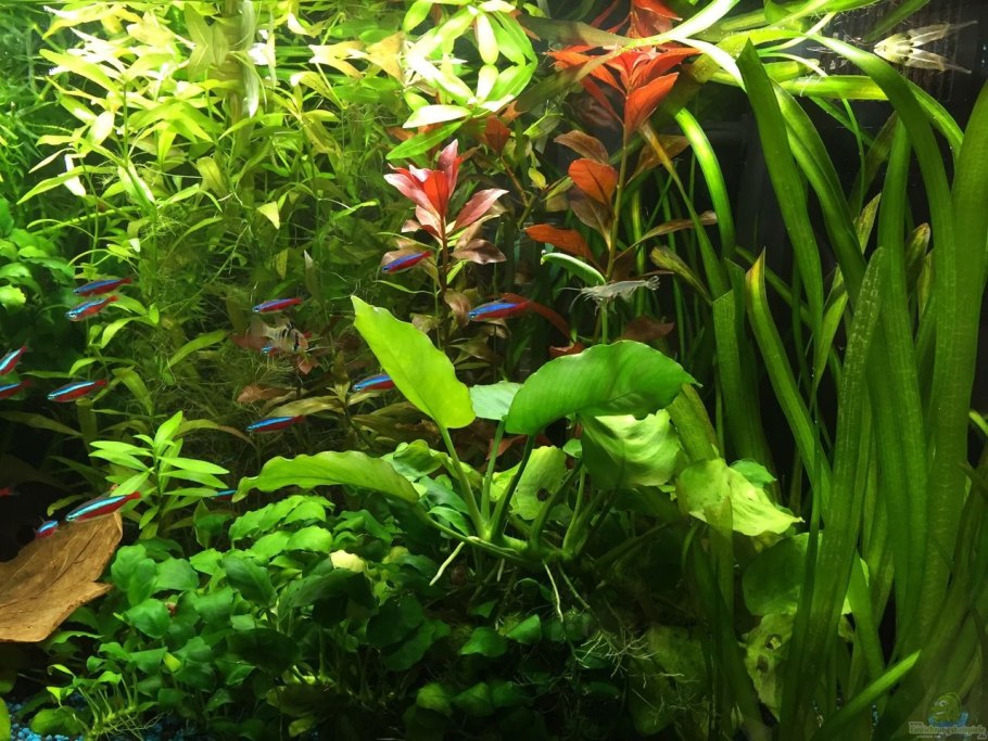 Анубиас Людвигия