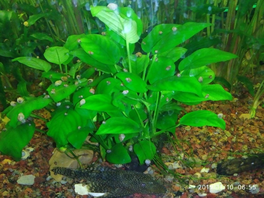 Растение для аквариума на букву м