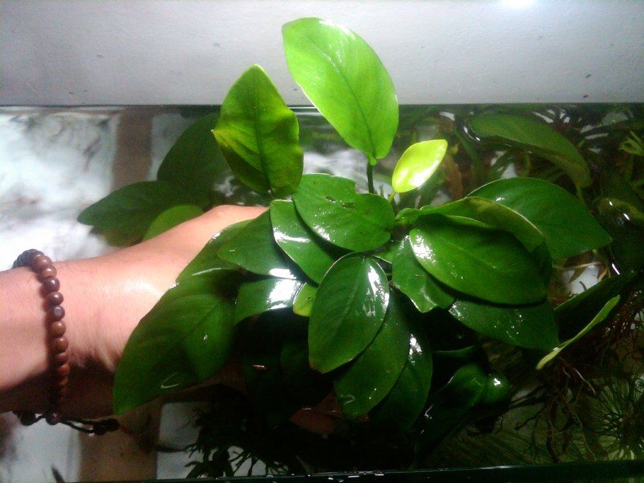 Анубиас бартера ризома