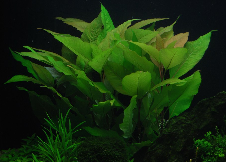 Анубиас конгенсис аквариумный