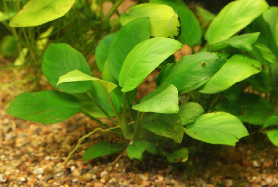 Анубиас бартера "маленький" меристемный Anubias barteri “petite”