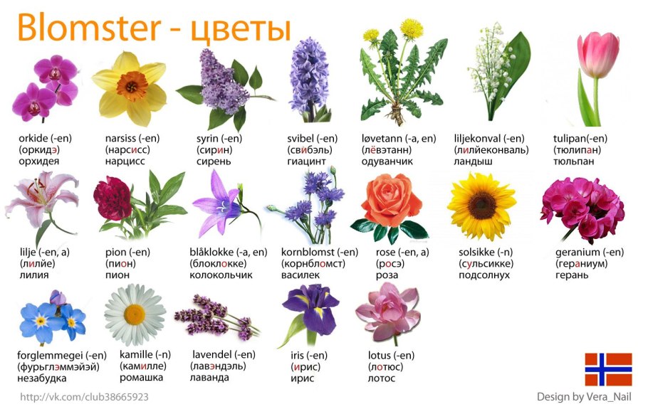 Названия цветов растений