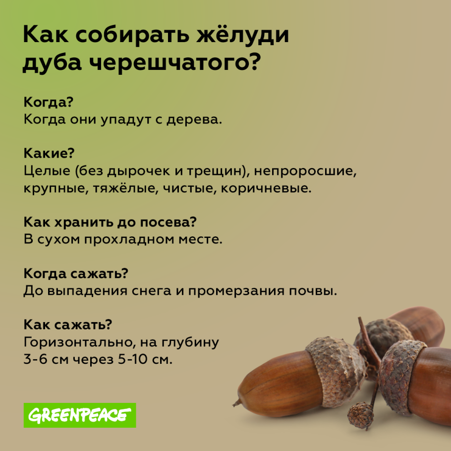 Дуб черешчатый Дубрава
