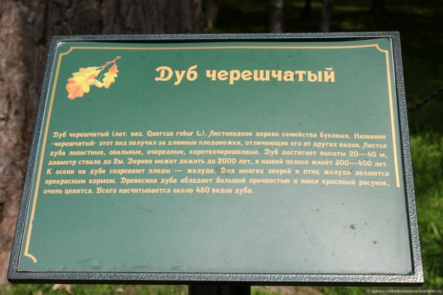 Дуб описание для гербария