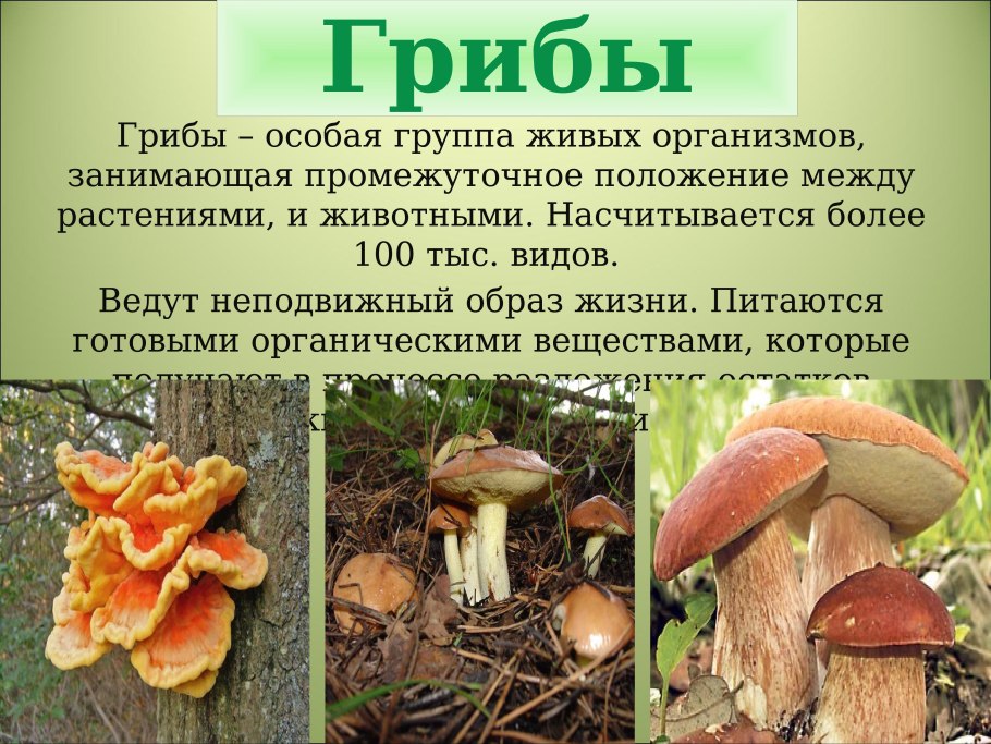 Дуб черешчатый строение