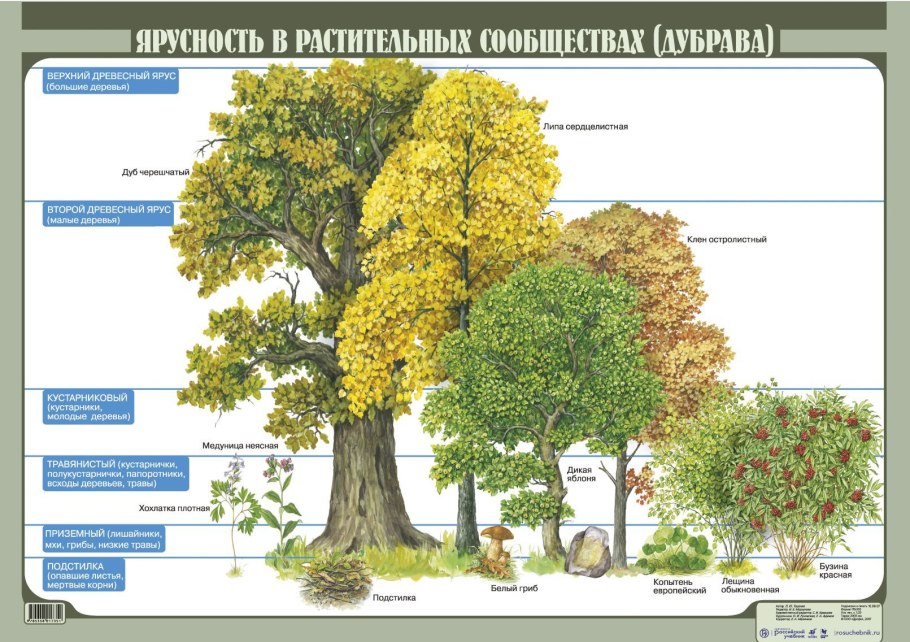 Дуб черешчатый "форма"