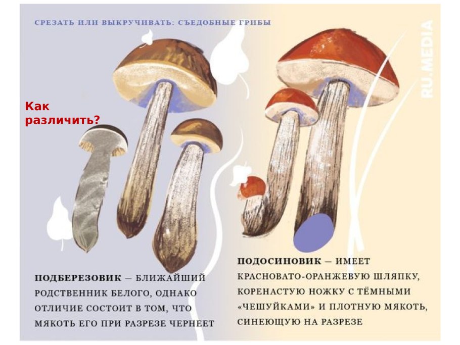 Дуб красный черешчатый