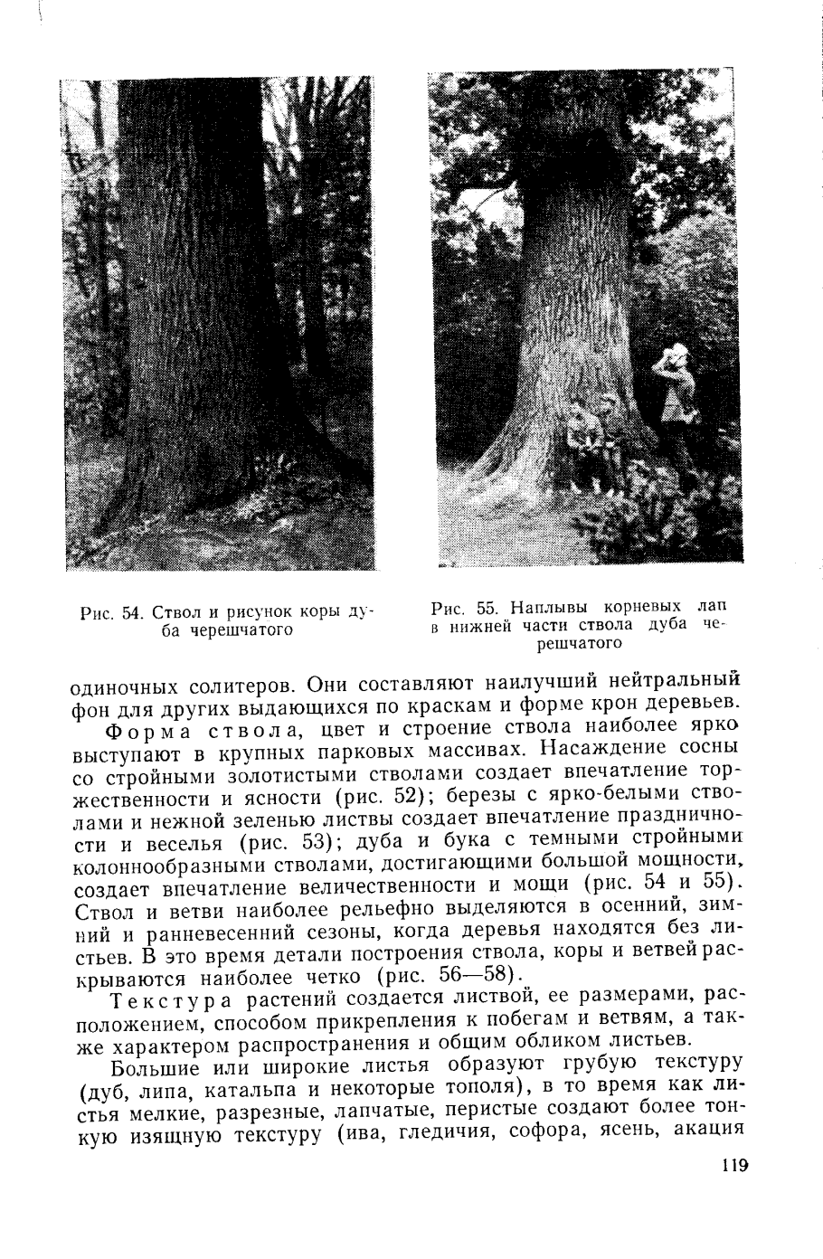 Мучнистая роса дуба