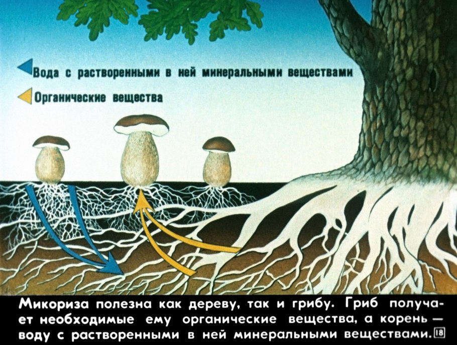 Книга зеленые страницы рассказ его величество Боровик