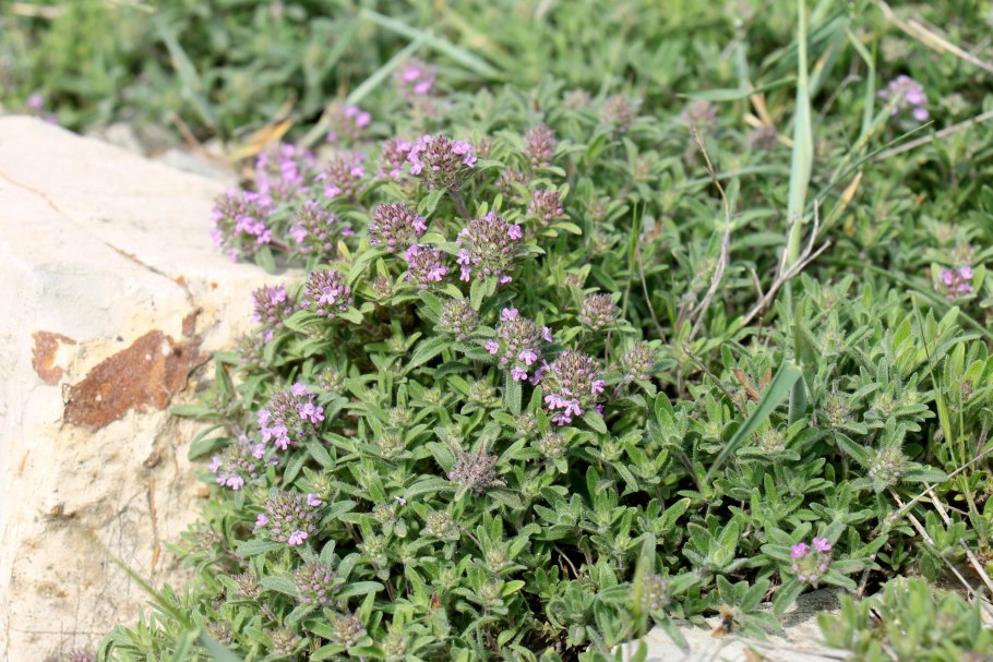 Фенхель семена и Зира