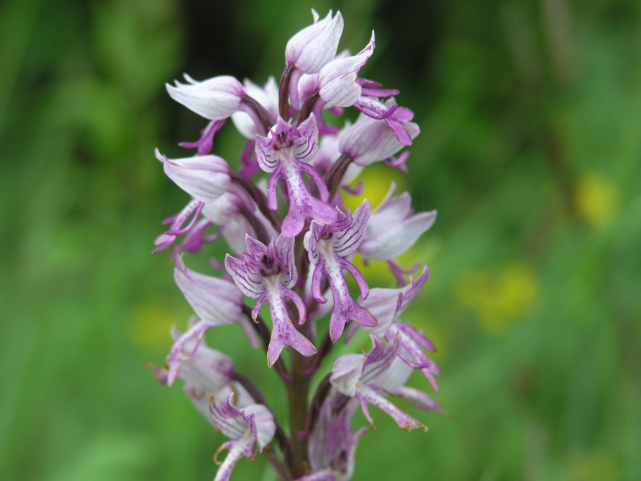 Ятрышник шлемоносный (Orchis militaris),